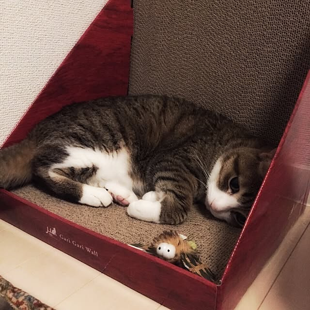 neopipeさんの実例写真