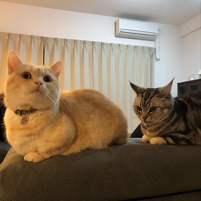 mutsuさんの実例写真