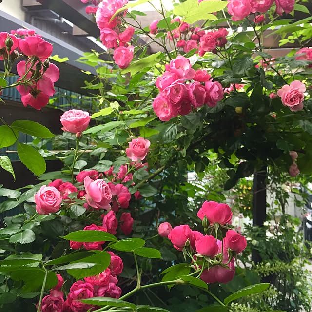 butachanさんの実例写真