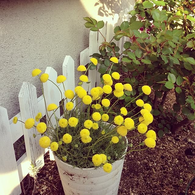Nanaさんの実例写真