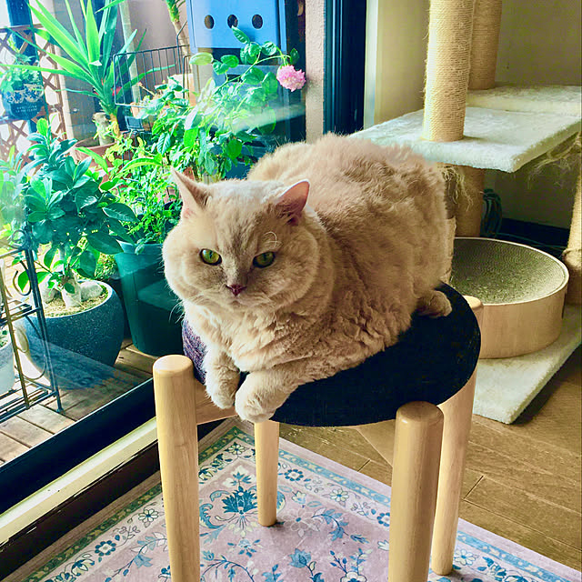 naokoさんの実例写真