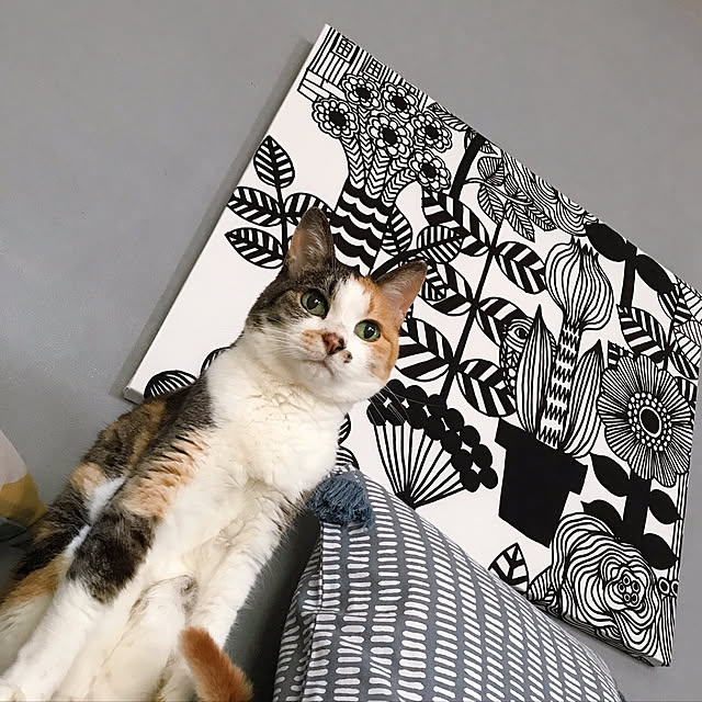 nyanko-beamさんの実例写真