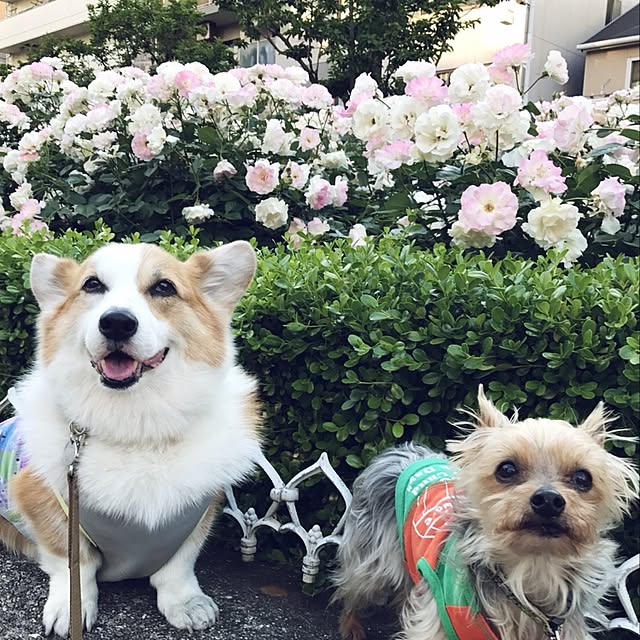 yuchinさんの実例写真