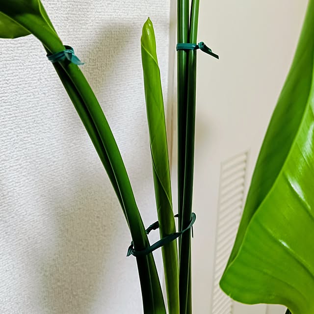 hanachanさんの実例写真