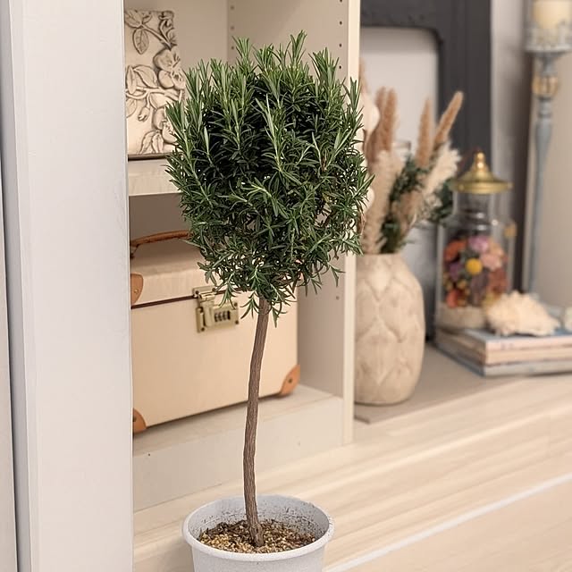 acocoさんの実例写真