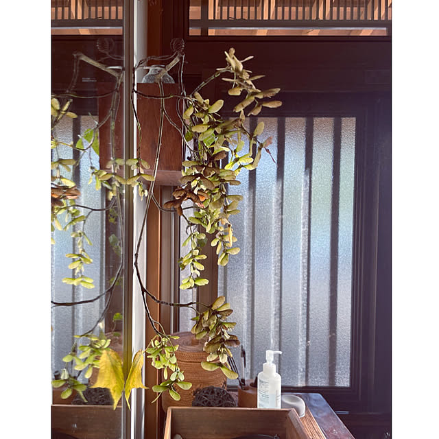 marucoさんの実例写真