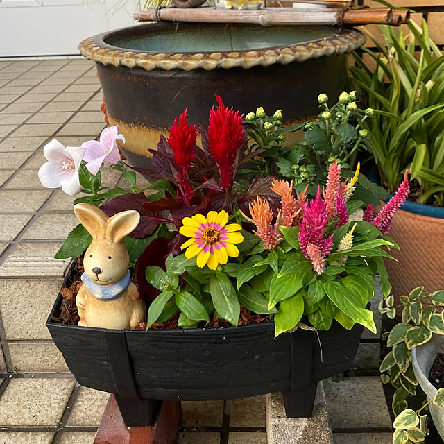 chIoeさんの実例写真