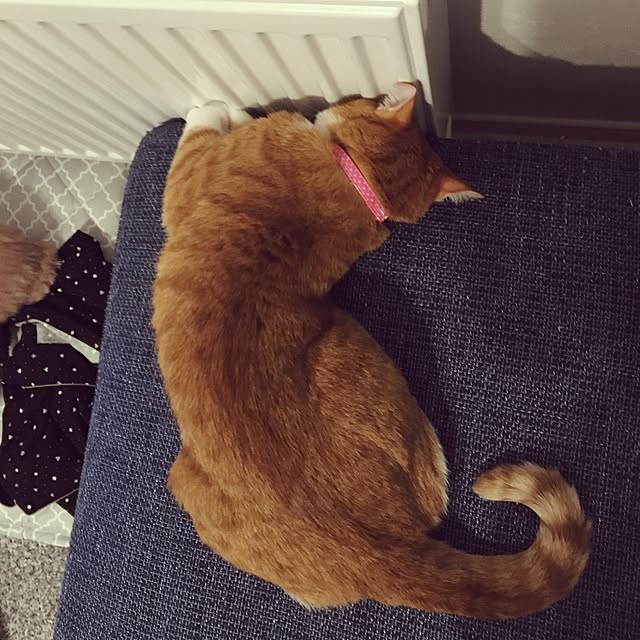 myuuさんの実例写真