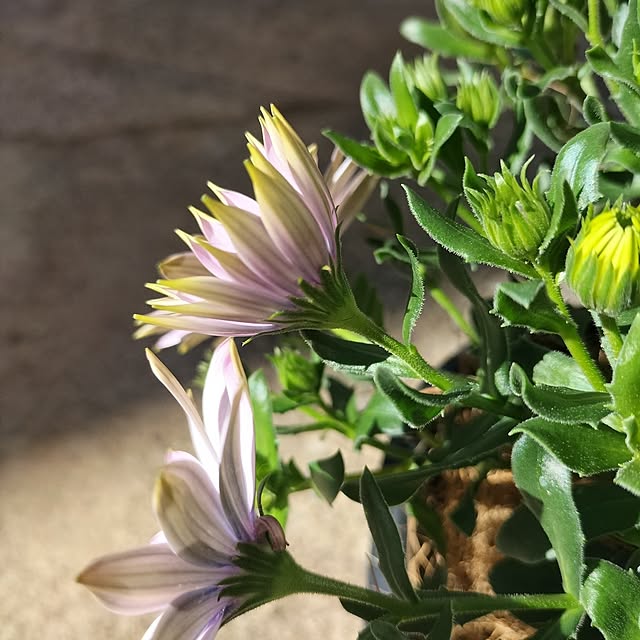 aoiroさんの部屋