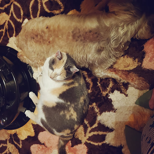 kumutanさんの実例写真