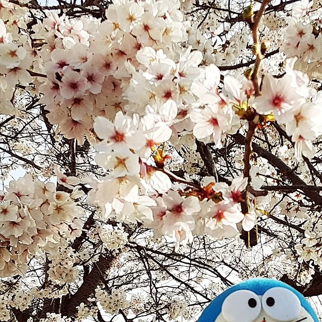 katさんの実例写真
