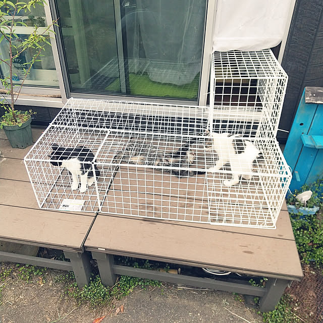 Mikaさんの実例写真