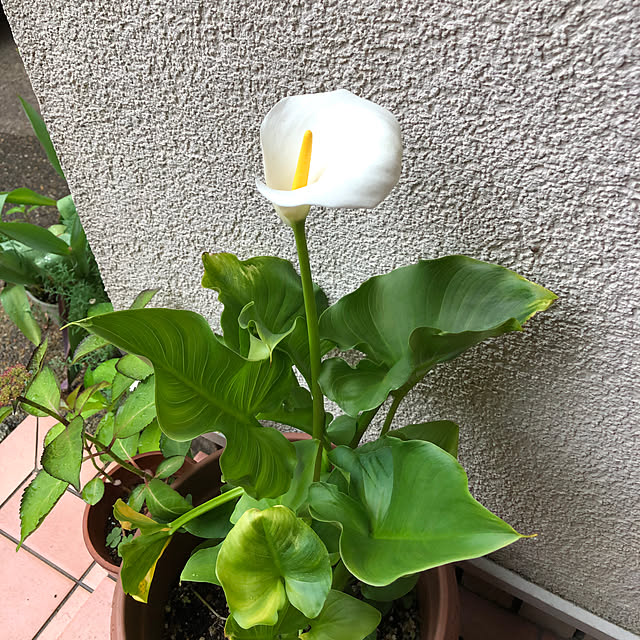 fumikoiさんの部屋