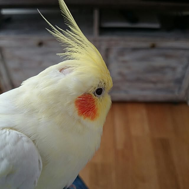 bibi.karuさんの実例写真