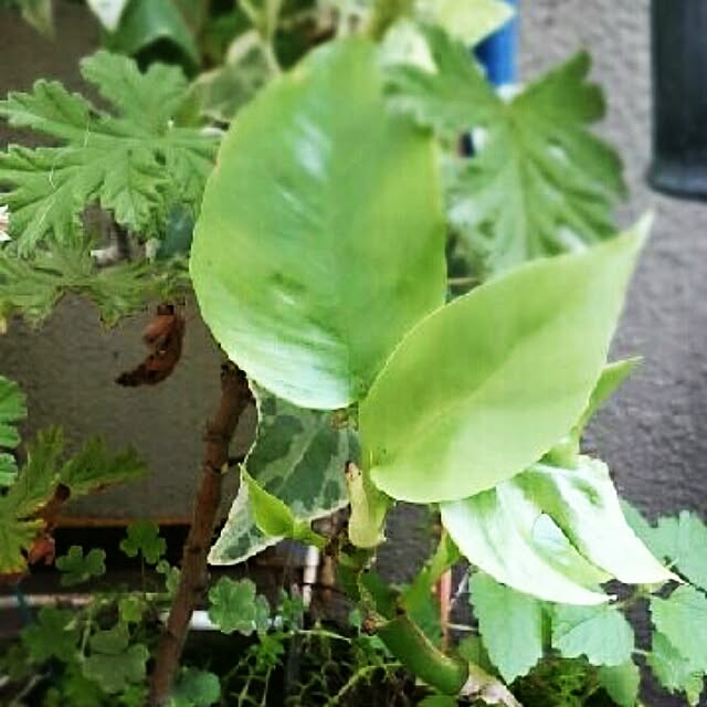 OBTERNIR88filerさんの実例写真