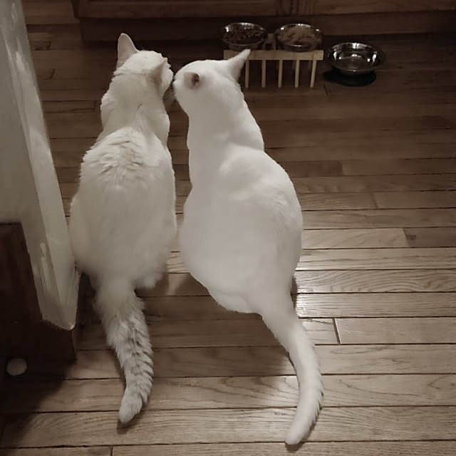 Ohigeさんの実例写真