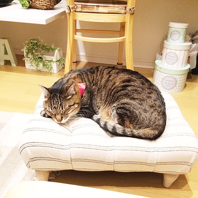 lovecatさんの実例写真