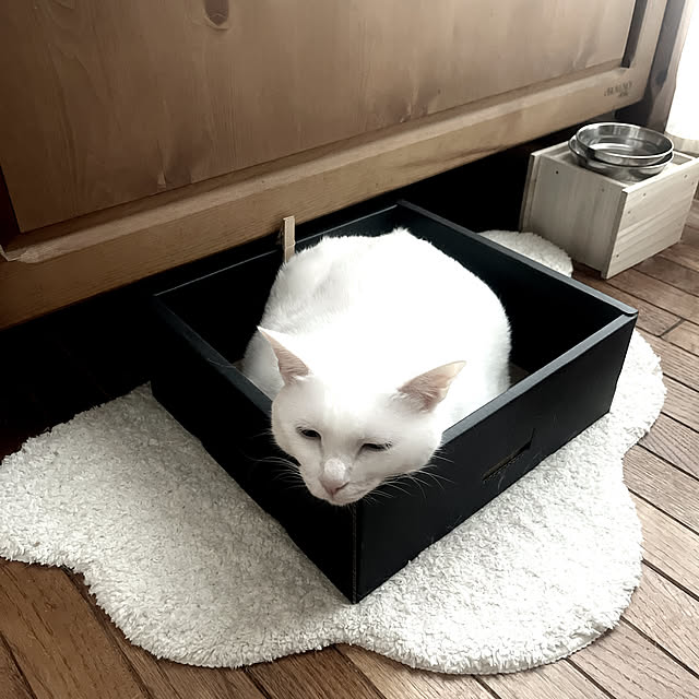 Ohigeさんの部屋