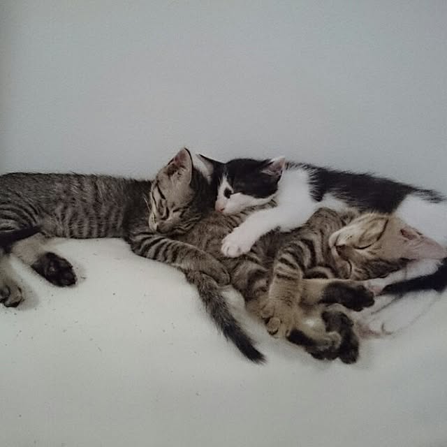 hoshiさんの実例写真