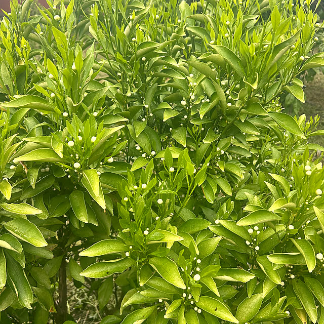 banbinaさんの実例写真