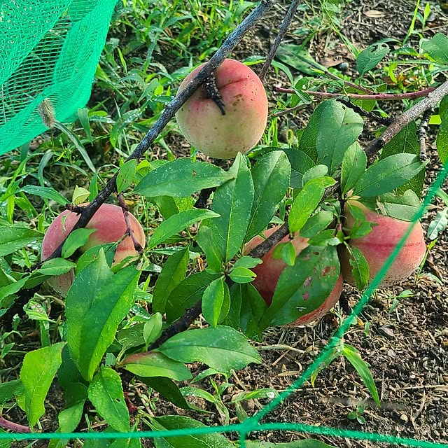 Rubiconさんの部屋