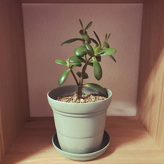 棚/観葉植物/多肉植物のインテリア実例 - 2017-12-30 10:45:06
