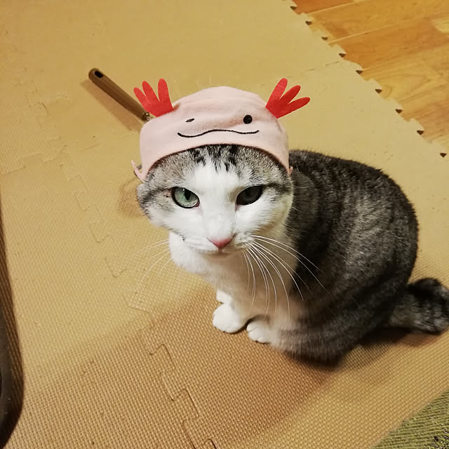 chachachaさんの実例写真