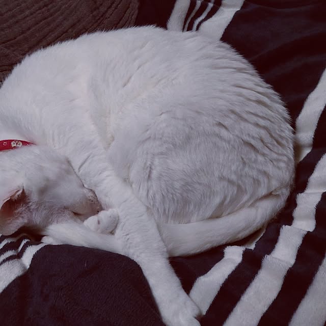 lelielさんの部屋