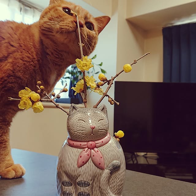 NOAHさんの部屋