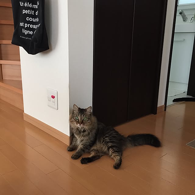 yuki0511さんの実例写真