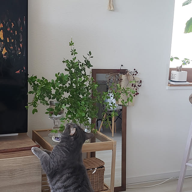 megu.catさんの実例写真