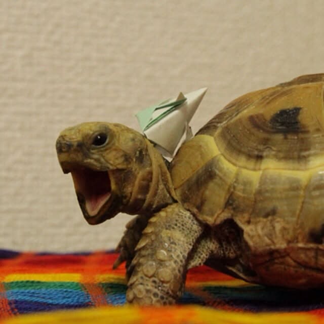 majoさんの実例写真