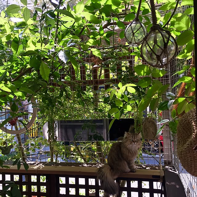 butachanさんの実例写真