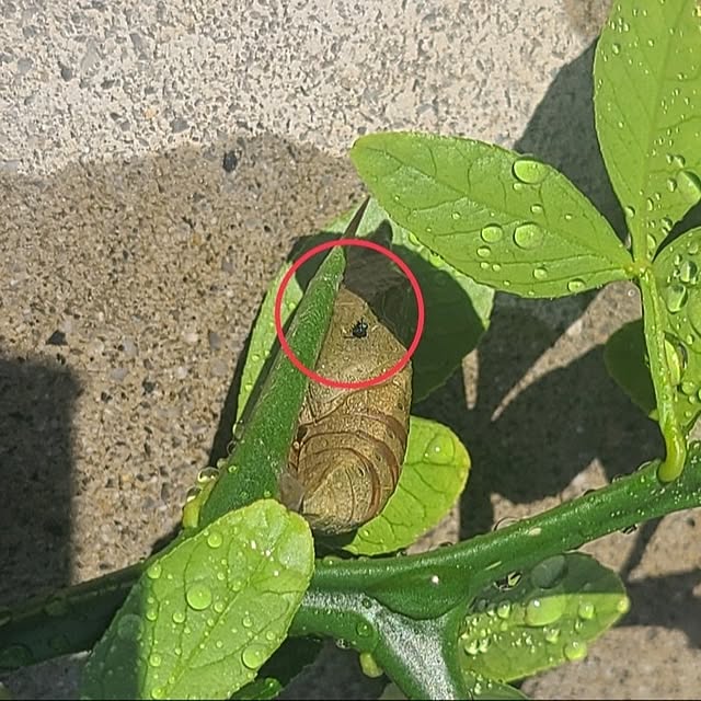 Rubiconさんの部屋