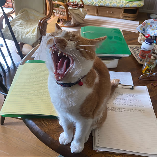 SHIHOさんの実例写真