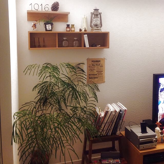壁/天井/観葉植物/無印良品のインテリア実例 - 2014-01-20 23:12:42
