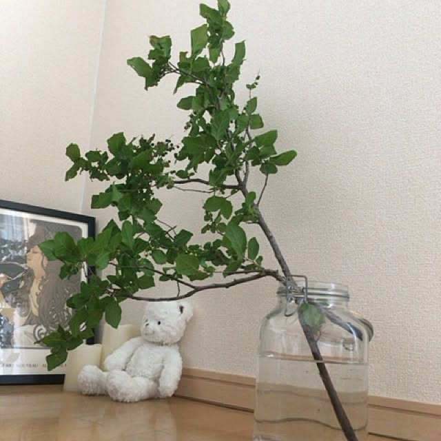 miSaさんの実例写真
