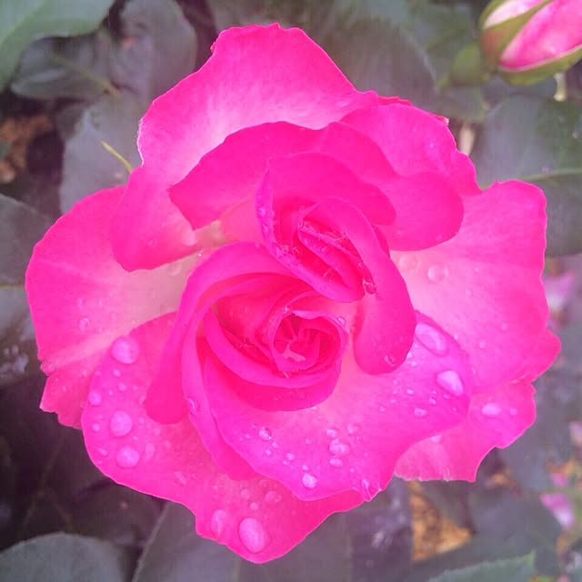 HappyRoseさんの実例写真