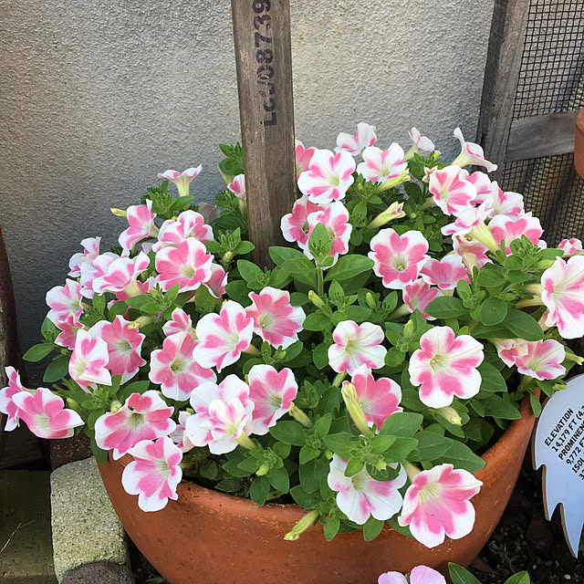 furu.さんの実例写真