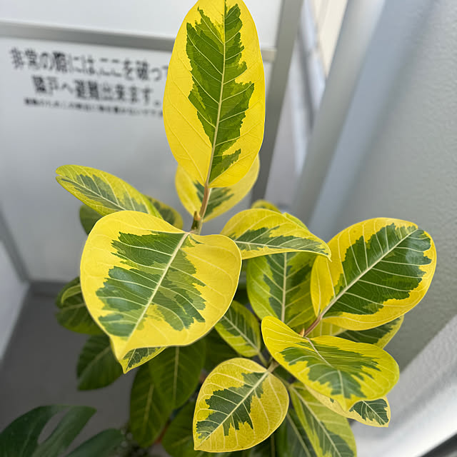 sashiさんの実例写真