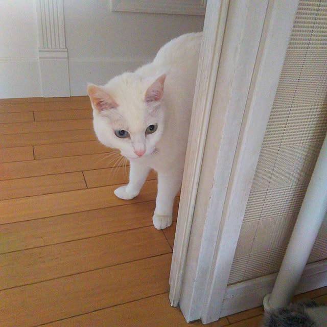 sakuraさんの実例写真