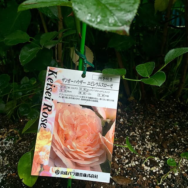 butachanさんの実例写真