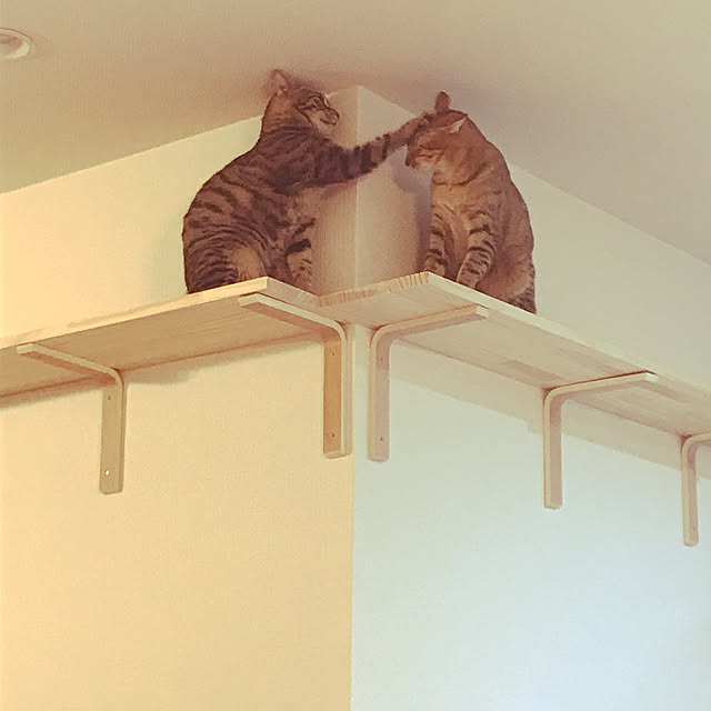 Colioさんの実例写真