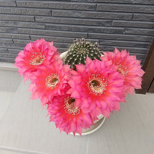 玄関/入り口/サボテンの花♡のインテリア実例 - 2024-06-10 11:44:09