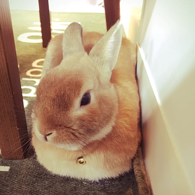 Grace_Houseさんの実例写真