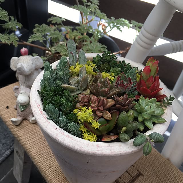 玄関/入り口/多肉植物のインテリア実例 - 2017-04-28 14:44:50