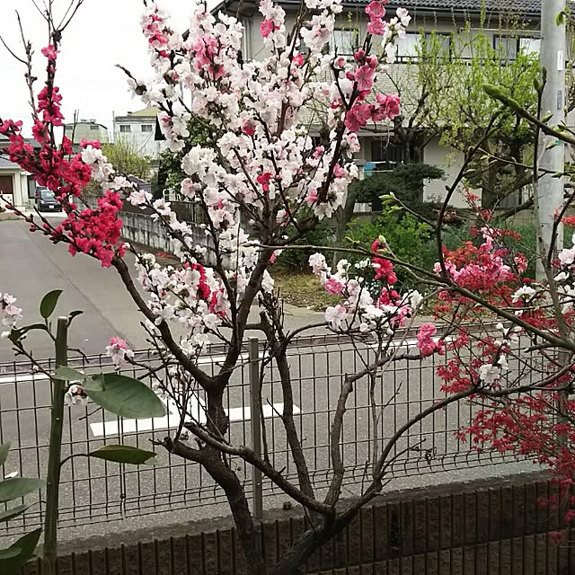 masaさんの実例写真