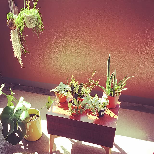 部屋全体/観葉植物/多肉植物/サンスベリアキリンドリカのインテリア実例 - 2016-03-26 21:30:18