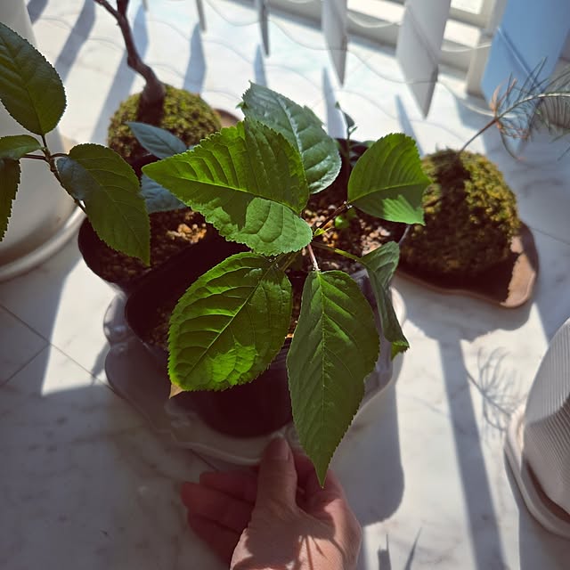 mutyukingさんの実例写真