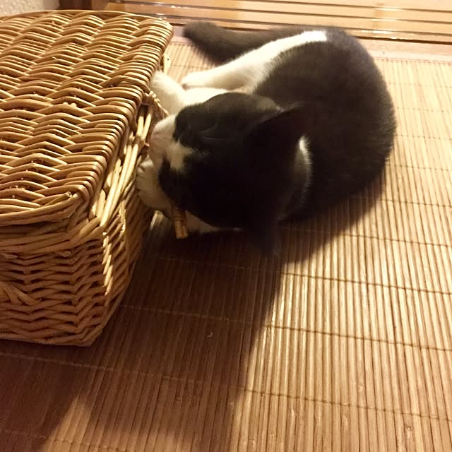 butachanさんの実例写真